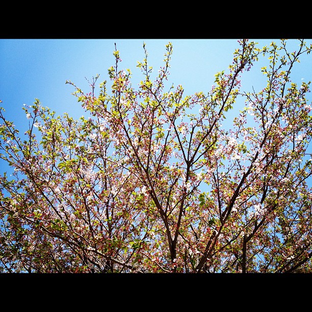 7割散った桜は色んな色があって面白い。